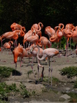 FZ005806 Caribbean Flamingos (Phoenicopterus ruber).jpg